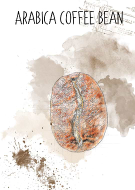 Arabica cofee Bean sketch