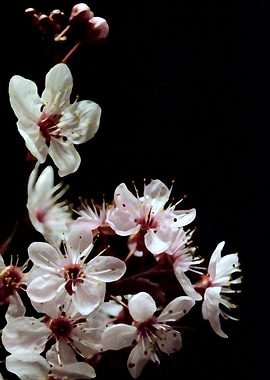 Blossoms on black