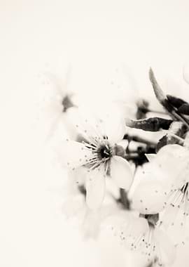 Monochrome Blossoms