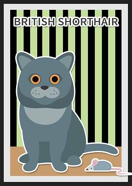 british shorthair
