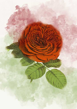 Rose in Watercolor