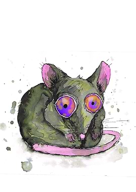 Rat