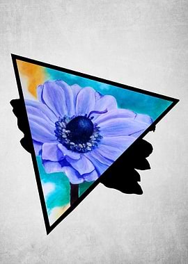 Flimsy Anemone Triangle