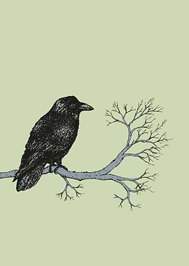 Raven pen drawing