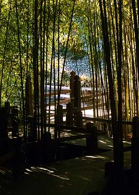 Through The Bamboo