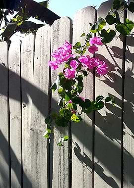 Reaching For The Light