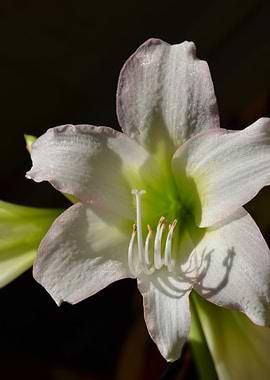 Amaryllis with Shadow