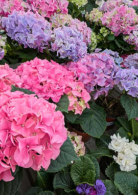 hydrangea in bloom