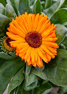 orange gerbera daisy