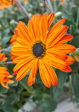 orange gerbera daisy