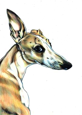 Wilson whippet