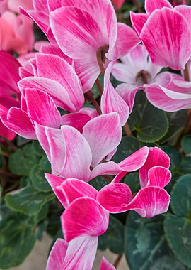 pink cyclamen in bloom