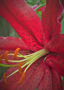 Red Lily Digital Art