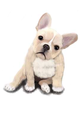 Creme Frenchie