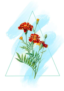 Watercolor Flowers French