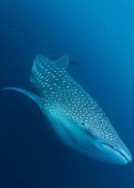 Whale shark stare