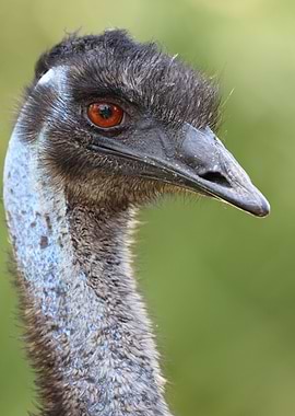 The Emu