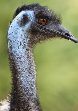 The Emu