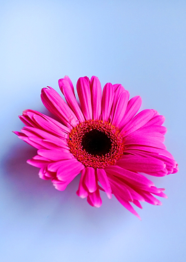 Pink Daisy Flower