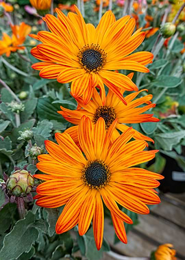 orange yellow gerbera