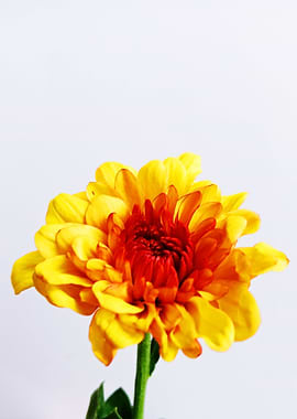 Yellow Flower Close Up