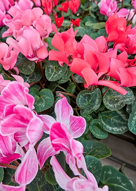 pink cyclamen in bloom