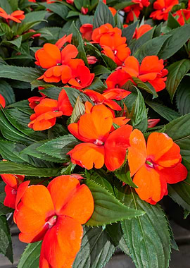 dipladenia mandevilla