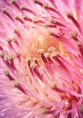 PINK THISTLE BLOOM-2