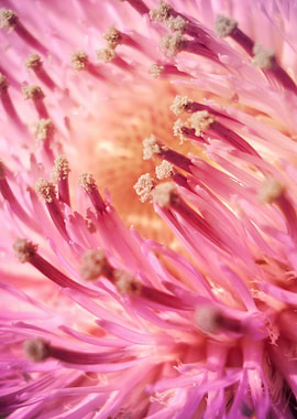 PINK THISTLE BLOOM-1