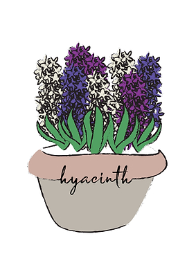 Hyacinth