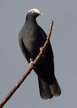 The White Crown Pigeon