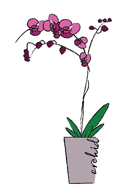 Orchid