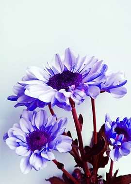 Purple Flowers