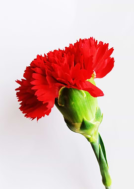 Red Flower Close Up Photo