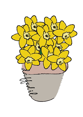 Daffodill