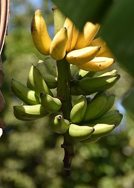 Manzano Banana
