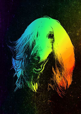 Afghan Hound Colorful