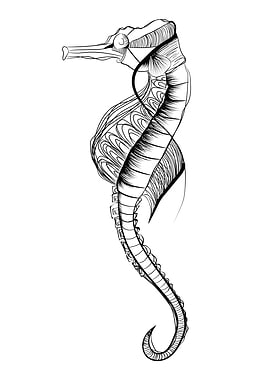 Sea horse Lines