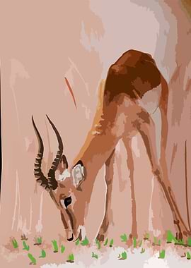 Antelope eating grass