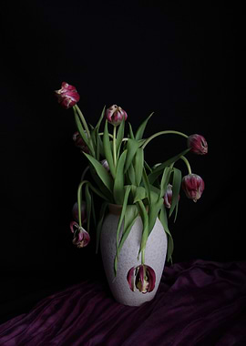 Dying tulips in vase