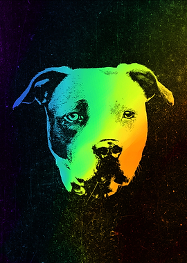 American Pit Bull Terrier