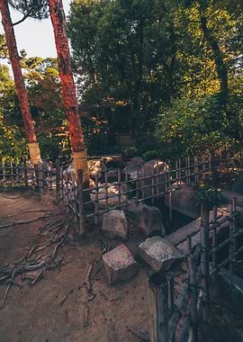 Dark Corner of Forrest