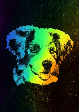 Australian Shepherd Border