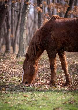Brown horse in the forest