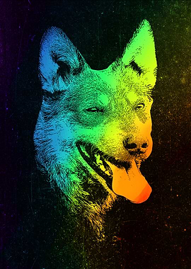 Australian Blue Heeler