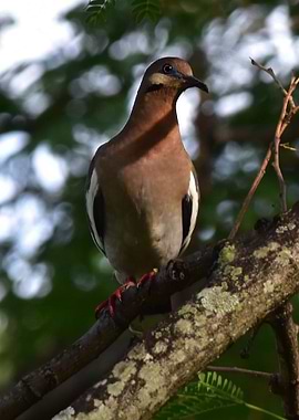 The White Winged Dove