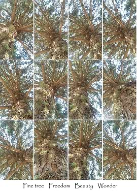 Pine tree beauty collage