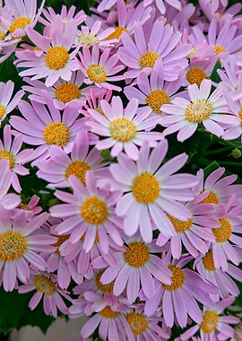 pink daisy in bloom