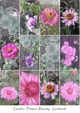 Gratitude garden flowers