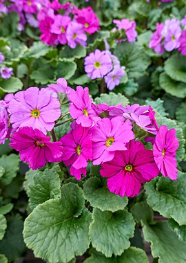 colorful primroses